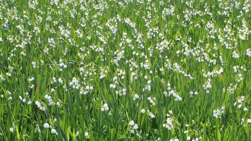 1 dönümden 90 bin TL kazanıyor! Yurt dışından Samsun'a sipariş yağıyor: Sökmenin cezası 112 bin TL - Resim: 3