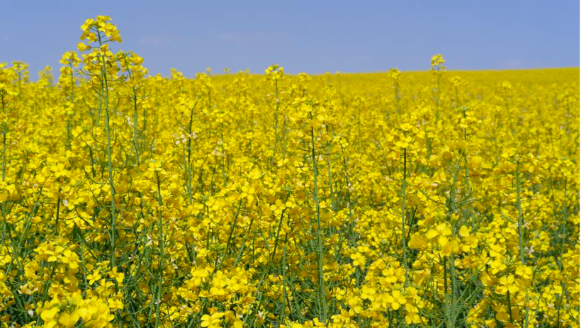Ayçiçek yağının rakibi oldu 9 kat arttı - Resim: 4