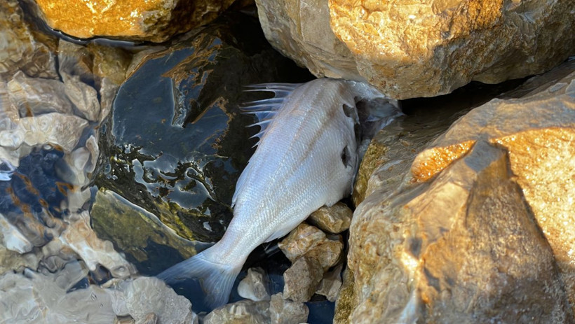 Sahilde görüp ihbar ettiler! Gören şaştı kaldı, ekipler gelip numune aldı - Resim: 1