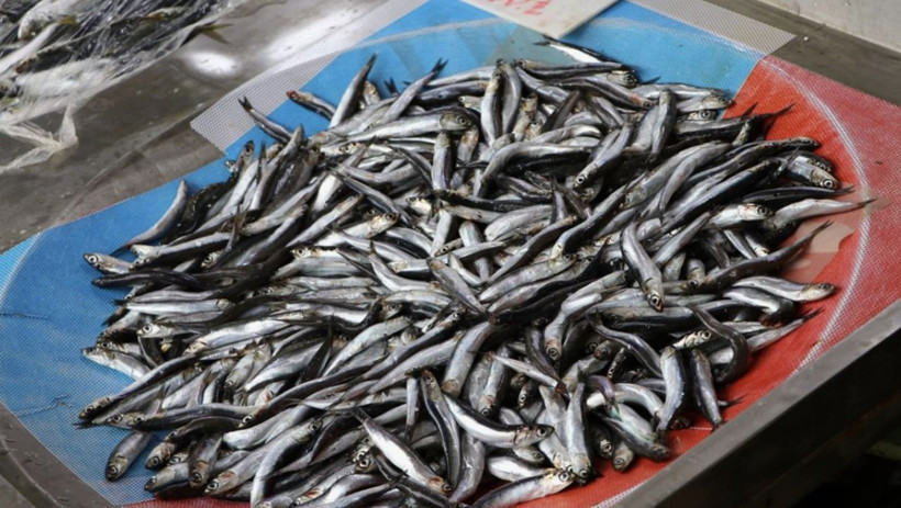İstanbul'da bu ay en çok tüketilen balık şaşırttı! Hamsiyi bile solladı... - Resim: 4