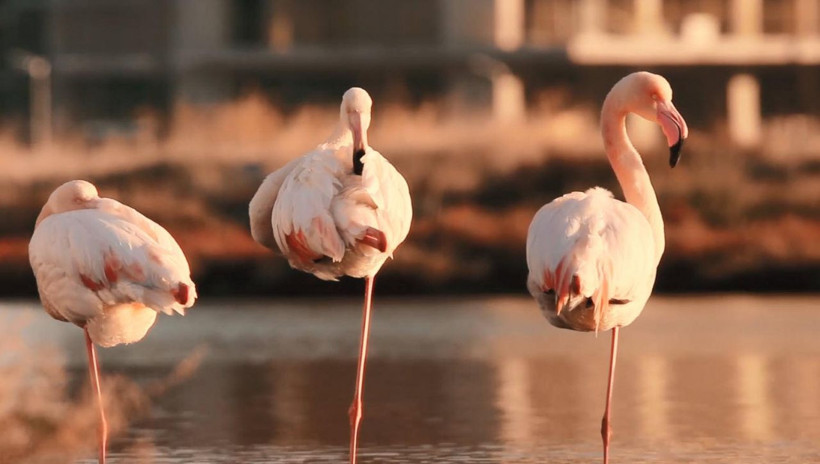 Megastar Tarkan Gediz Deltası için çağrı yaptı! - Resim: 4