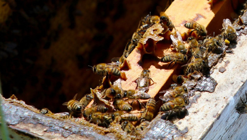 Katil olarak bilinen gal arısının yeni adresi Düzce oldu - Resim: 1