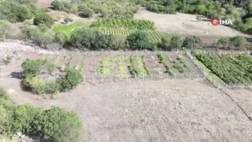 Ankara'da bu işe başladı! Paraya para demiyor: Bunu yetiştirmeyene yazıklar olsun - Resim: 1
