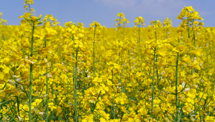 Ayçiçek yağının rakibi oldu 9 kat arttı - Resim: 2