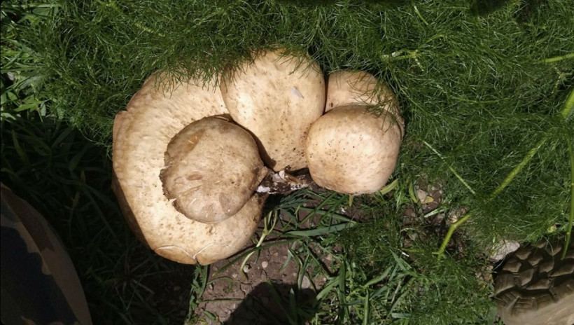 Şırnak Uludere ilçesinde sadece 14 gün yetişiyor! Fiyatı 120 lira - Resim: 3