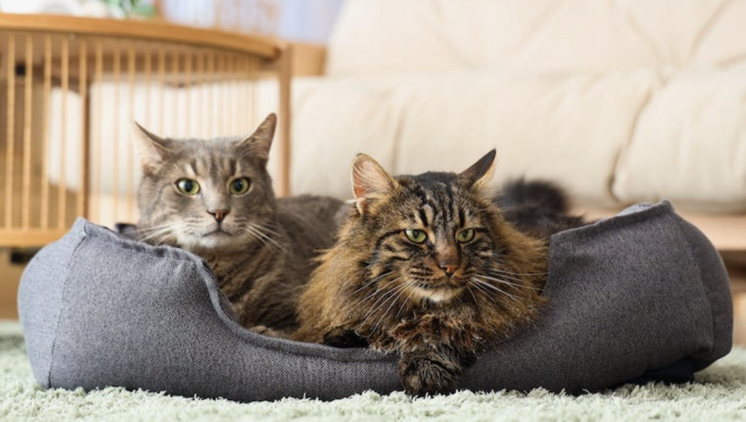 Evde kedisi besleyenler dikkat! Bu hareketi yapıyorsa... - Resim: 3