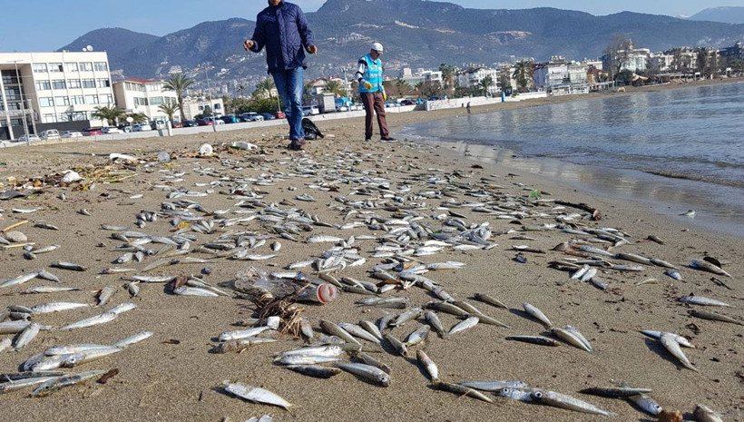 Alanyalılar diken üstünde on binlercesi birden sahile vurdu - Resim: 2