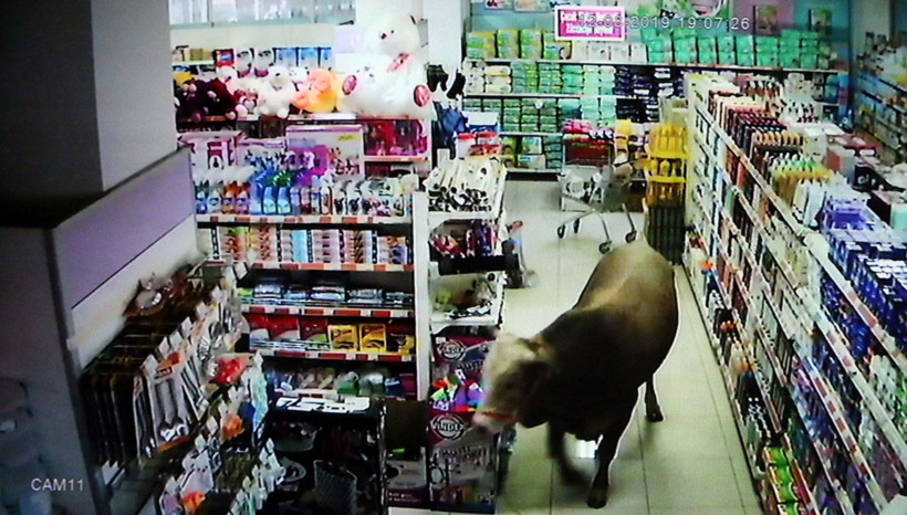 Adıyaman'da kurbanlık dana girdiği marketi yerle bir etti - Resim: 4