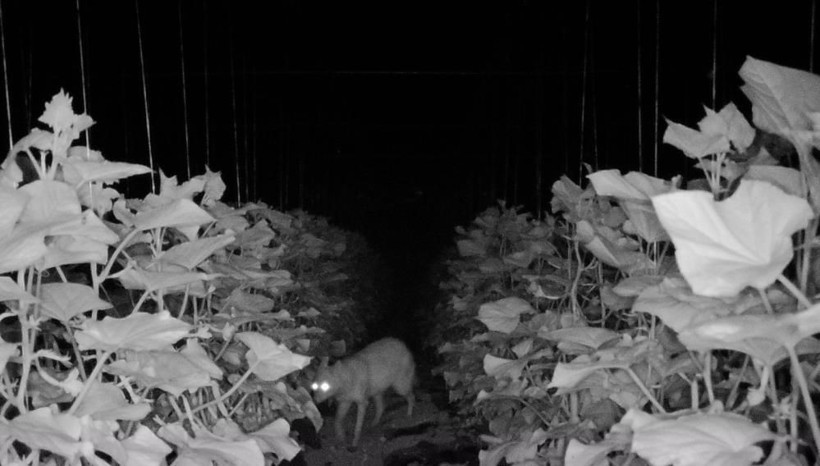 Bir köyü ayağa kaldıran olay! Fotokapana yakalandı, geceleri nöbet tutmaya başladılar! - Resim: 1