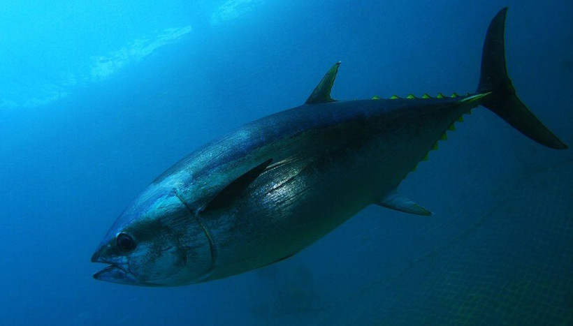 Koronavirüse karşı bağışıklığı güçlendiren besinleri bilim insanları açıkladı - Resim: 2