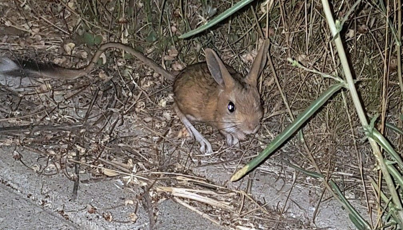 Nesli tükenmek üzereydi Bitlis'te böyle görüntülendi! - Resim: 2
