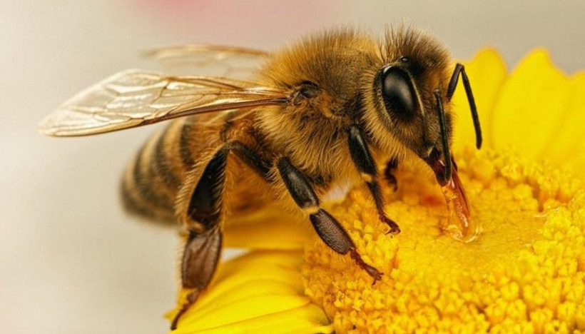 Bu hayvanlar işlediği suçlar sebebiyle idam edildi! - Resim: 3