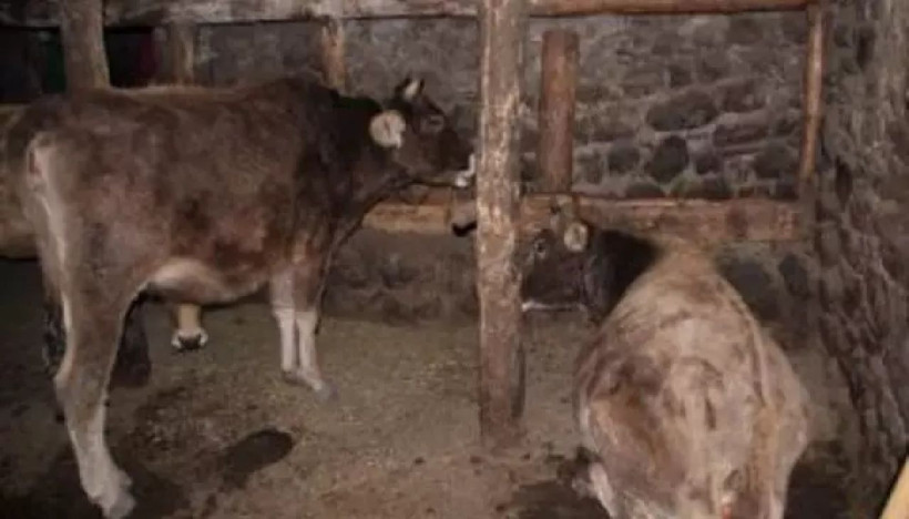 Şap hastalığına karşı tedbir alınmıştı! Aşılama oranına ulaşan 24 ilde hayvan pazarları faliyete geçti... - Resim: 2