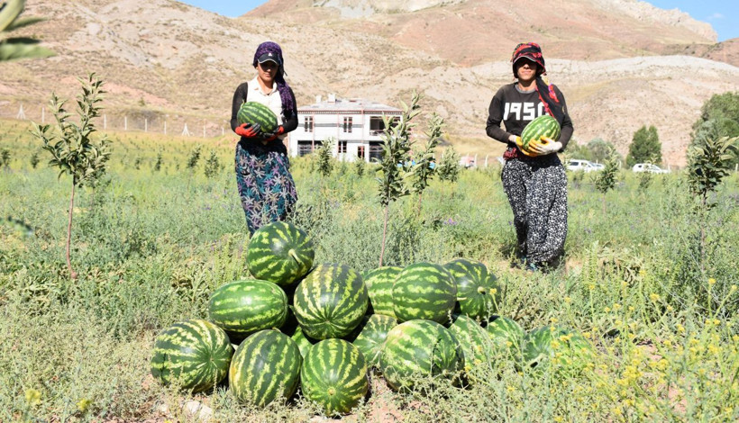 Yetişmez denilen Sivas'ta 150 ton karpuz hasadı - Resim: 1