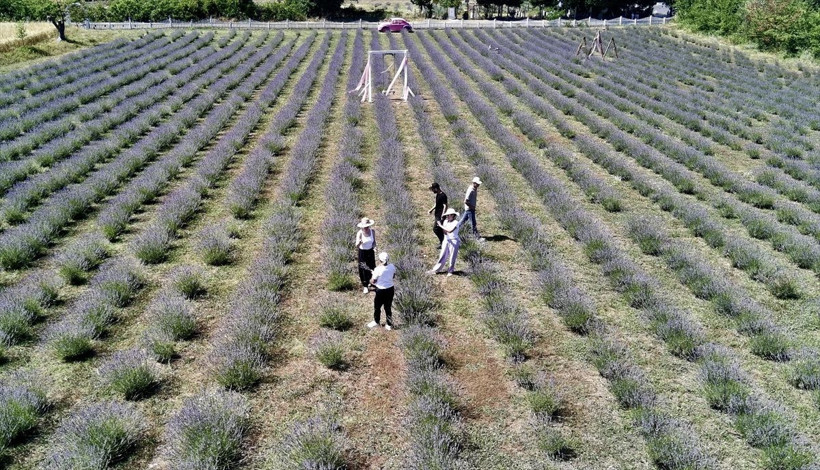 Sinop'ta üretici kadınlar ekti! Lavanta tarlaları turistleri byüledi... - Resim: 2