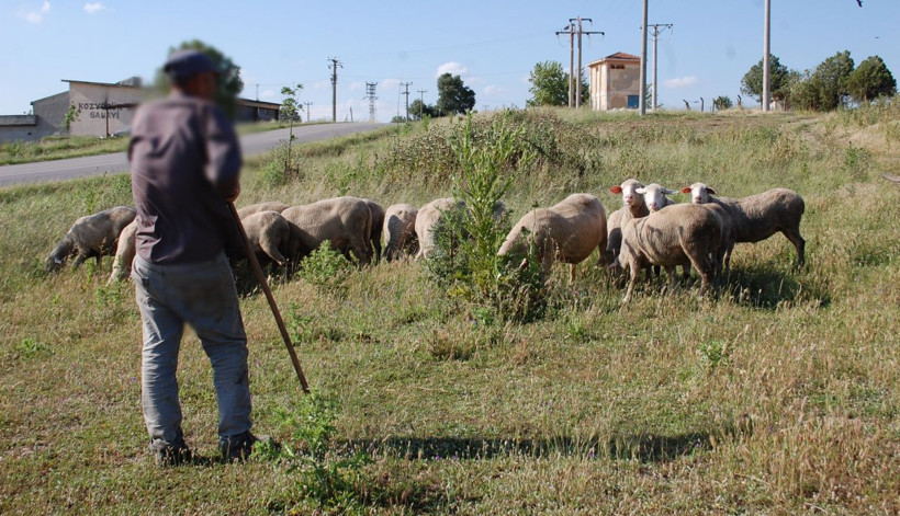 Tekirdağ'da çoban koyunları otlatırken buldu şoka girdi - Resim: 1