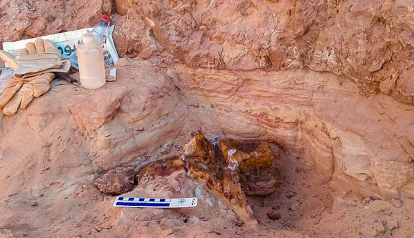 Su altında yaşayan ilk dinozor türü keşfedildi - Resim: 4