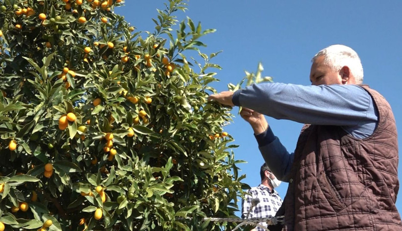 Antalya'da salgınla birlikte talep patladı bağışıklığı güçlendiriyor! Fiyatı duyanları şaşırttı - Resim: 2