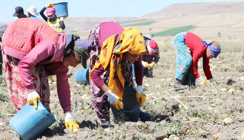 Okullar açıldı ama onlar tarlada 14 yaşındaki lise öğrencisi: Patates bitene kadar buradayız - Resim: 3
