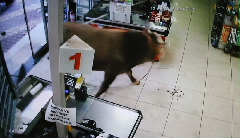 Adıyaman'da kurbanlık dana girdiği marketi yerle bir etti - Resim: 1