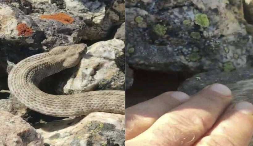 Van'da korkunç olay! Kayalıklarda dünyanın en zehirli yılanı görüldü - Resim: 3