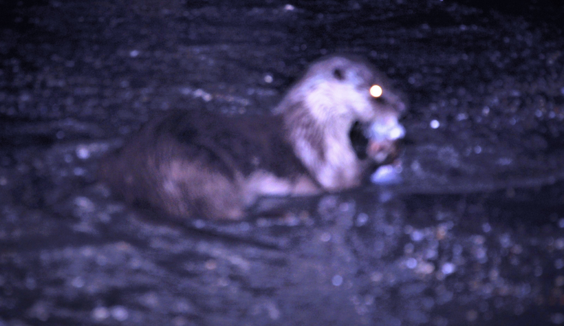 Tekirdağ'da ortaya çıktı! Su samuru bakın ne yerken görüntülendi - Resim: 1