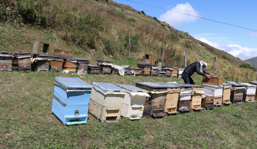 Rize'de üretiliyor dünyanın her yerine satılıyor! Kilosu ise bu yıl bin TL - Resim: 2