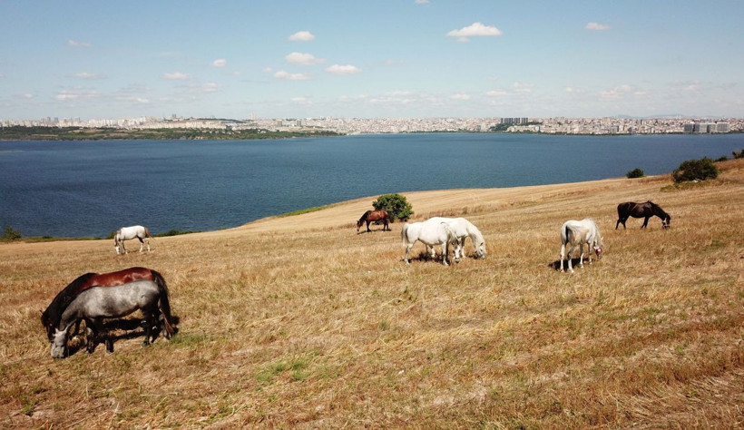 İstanbul Adalar'daki fayton atlarına ne oldu? Son hallerine bakın - Resim: 4