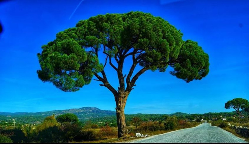 Camdaki Kız Nalan'dan 'zeytinlik' tepkisi Burcu Biricik ayçiçek yağı kuyruklarını işaret etti - Resim: 2