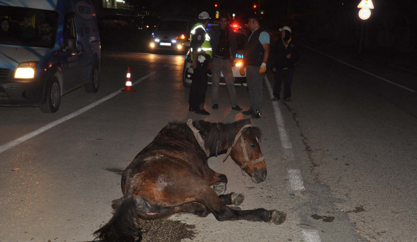 Doğum sancısı çeken at, kepçeyle doğuma götürüldü - Resim: 4