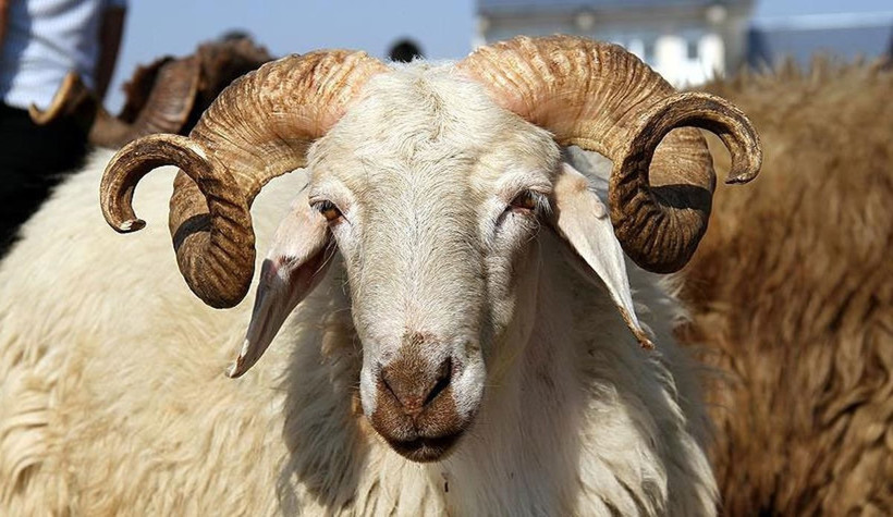 Kurban alırken nelere dikkat edilmeli! Basit gözlemlerle doğru kurbanı seçebilirsiniz - Resim: 1
