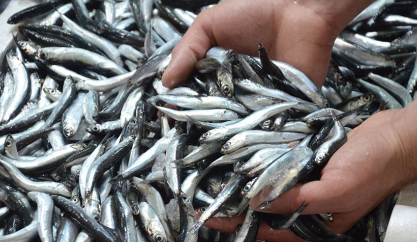 Balık alırken dikkat! Akla hayale gelmeyecek hile solungaçlarını kırmızıya boyuyorlar - Resim: 3