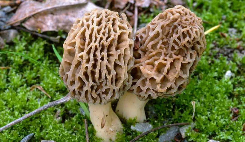 Kilosu 2 bin TL! Adana'da ormanda yetişti toplanması yasaklandı: Çok değerli ve nadir görülüyor - Resim: 3