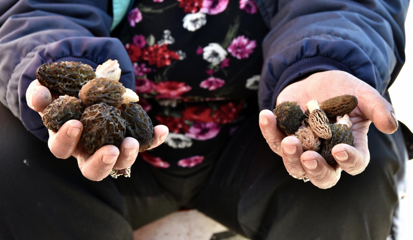 Muğla'da toplanmaya başlandı! Şifa kaynağı kuzugöbeğinin fiyatı dudak uçuklattı - Resim: 2