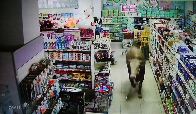 Adıyaman'da kurbanlık dana girdiği marketi yerle bir etti - Resim: 3