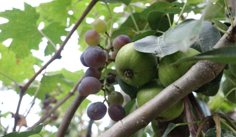 Trabzon'da kesmeye kıyamadığı ayva elma ve armut veriyor - Resim: 2