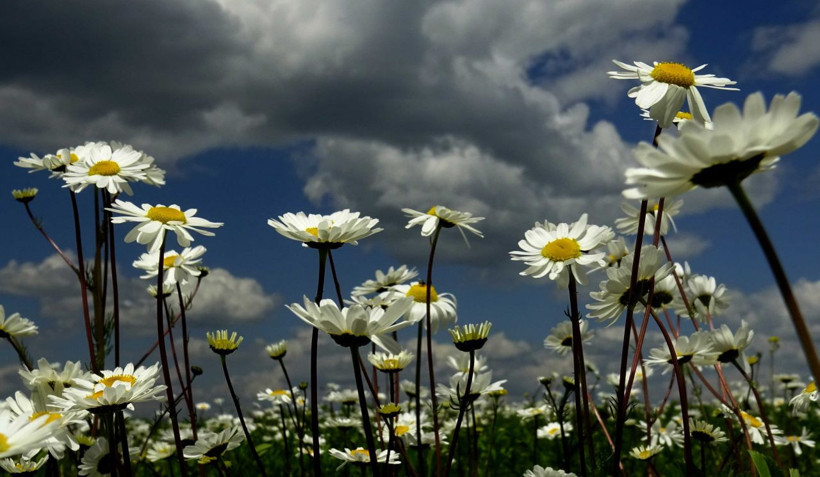 Sarıkamış papatya ve gelinciklerle süslendi - Resim: 2