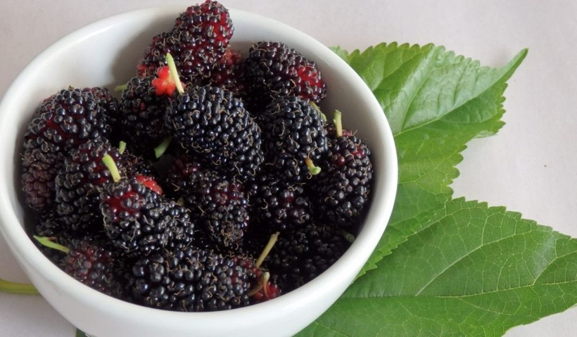 Karadut bu hastalıklara iyi geliyor her fırsatta bol bol tüketin - Resim: 1