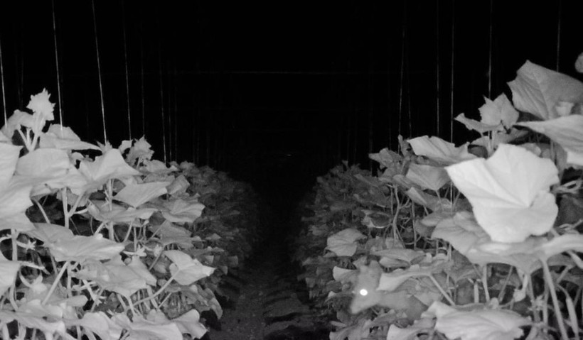 Bir köyü ayağa kaldıran olay! Fotokapana yakalandı, geceleri nöbet tutmaya başladılar! - Resim: 2