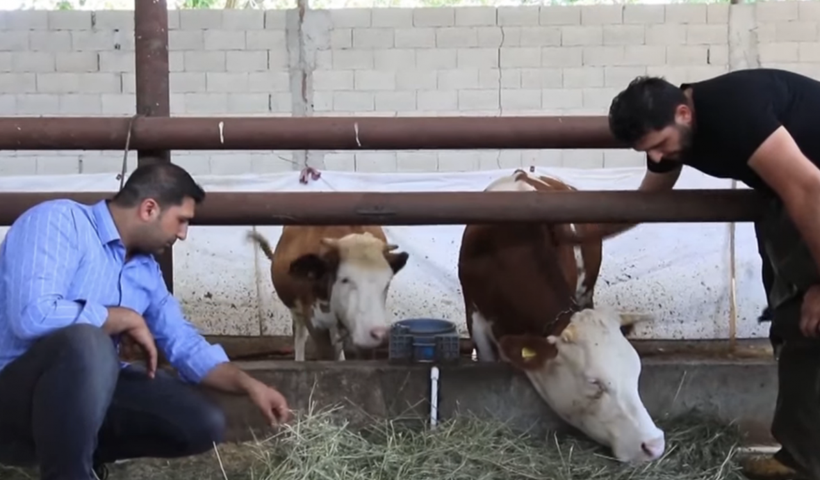 İstanbul'u bırakıp köye taşındılar! 3 kardeş ticaret yerine çiftçi oldu - Resim: 4