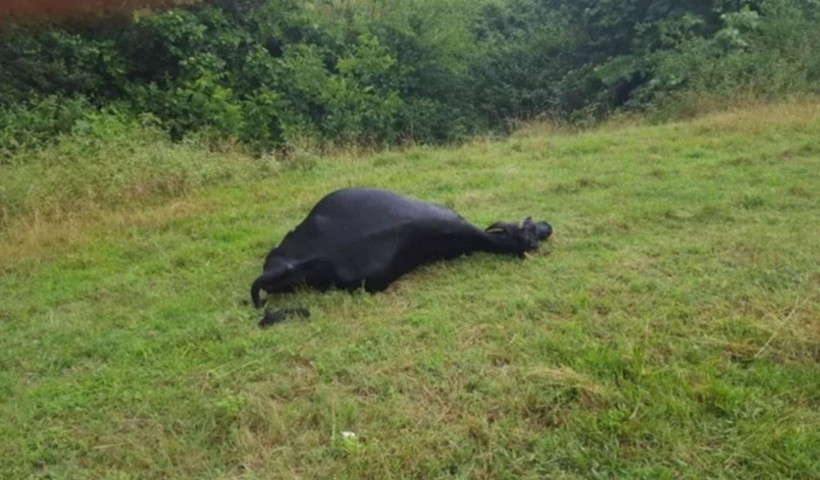 Sürü halinde geldiler sivrisinekler yüzlerce inek, at ve geyiği öldürdü - Resim: 2