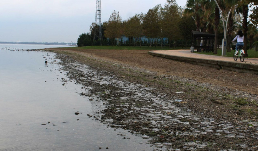 Kocaeli İzmit Körfezi'nde binlerce ölü denizanası kıyıya vurdu - Resim: 1