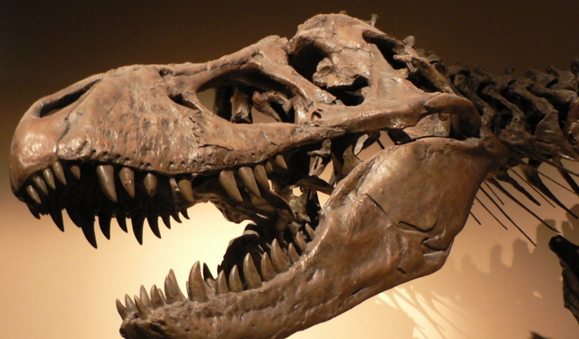 Nesli tükenen dinozorların fosil kalıntılarından iki yeni tür keşfedildi - Resim: 2