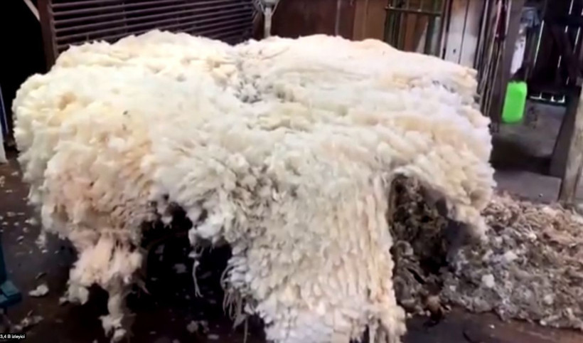 Yangında firar eden koyun 7 yıl sonra geri döndü! Yününe 6 bin dolar verildi - Resim: 4