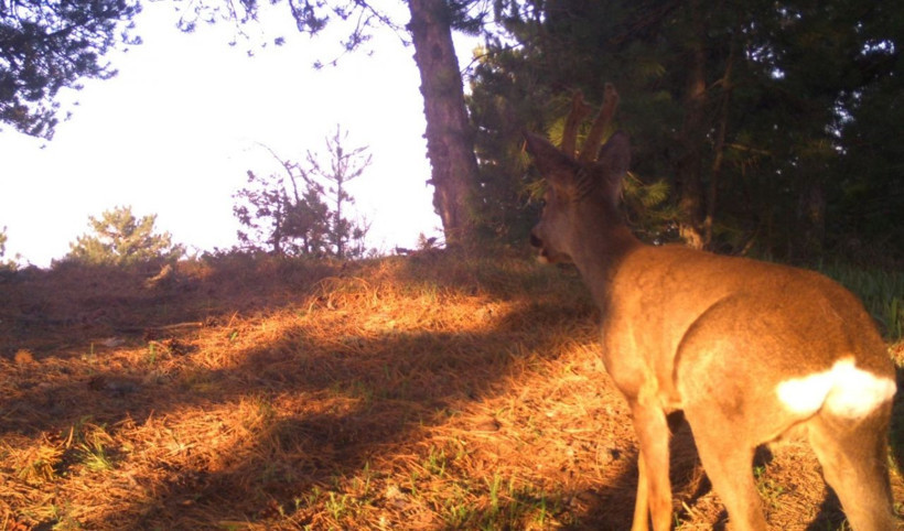 Manisa'nın dağ ve ormanlarından belgesel gibi görüntüler - Resim: 3