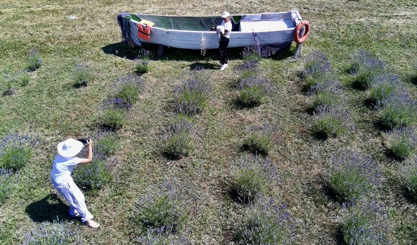 Sinop'ta üretici kadınlar ekti! Lavanta tarlaları turistleri byüledi... - Resim: 3