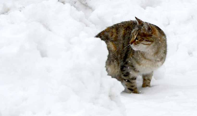 Meteoroloji yoğun kar ve don uyarısı yaptı! İşte il il kar yağışı - Resim: 1