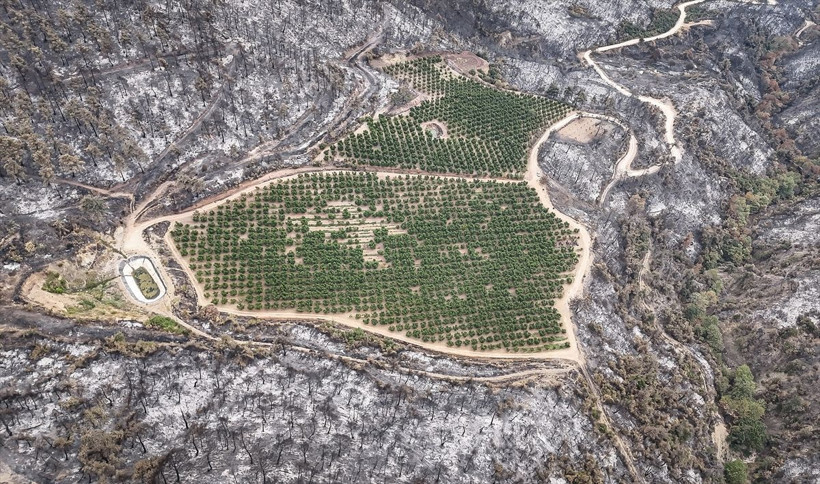 Bursa'daki orman yangınında şaşkına çeviren görüntü! Etrafı küle döndü sadece orası yanmadı! - Resim: 4