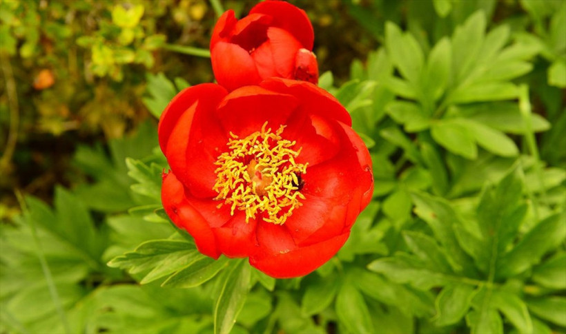 Bu çiçeğe zarar verene 42 bin lira ceza - Resim: 3