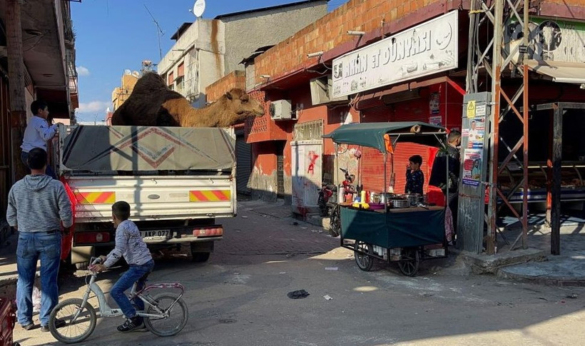 Adana'da deve kesilmekten son anda kurtarıldı - Resim: 2